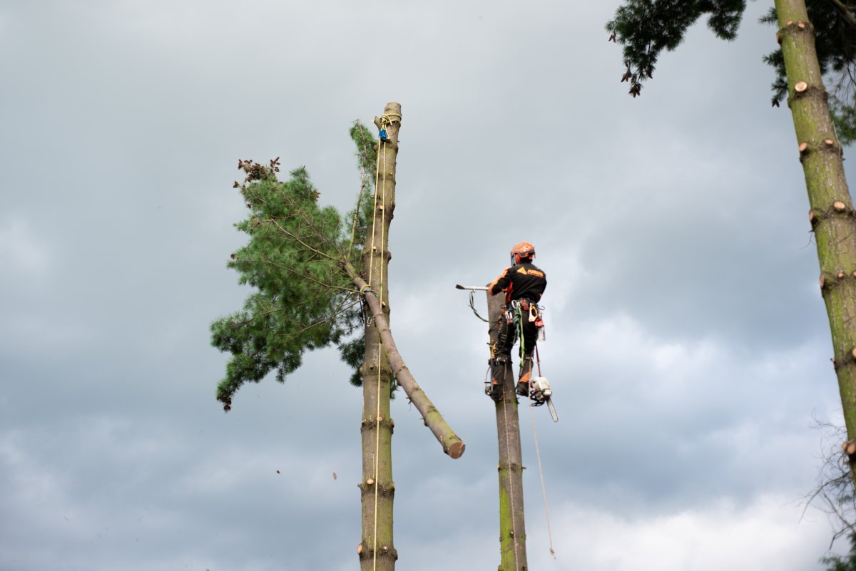 Is it harmful to top a tree