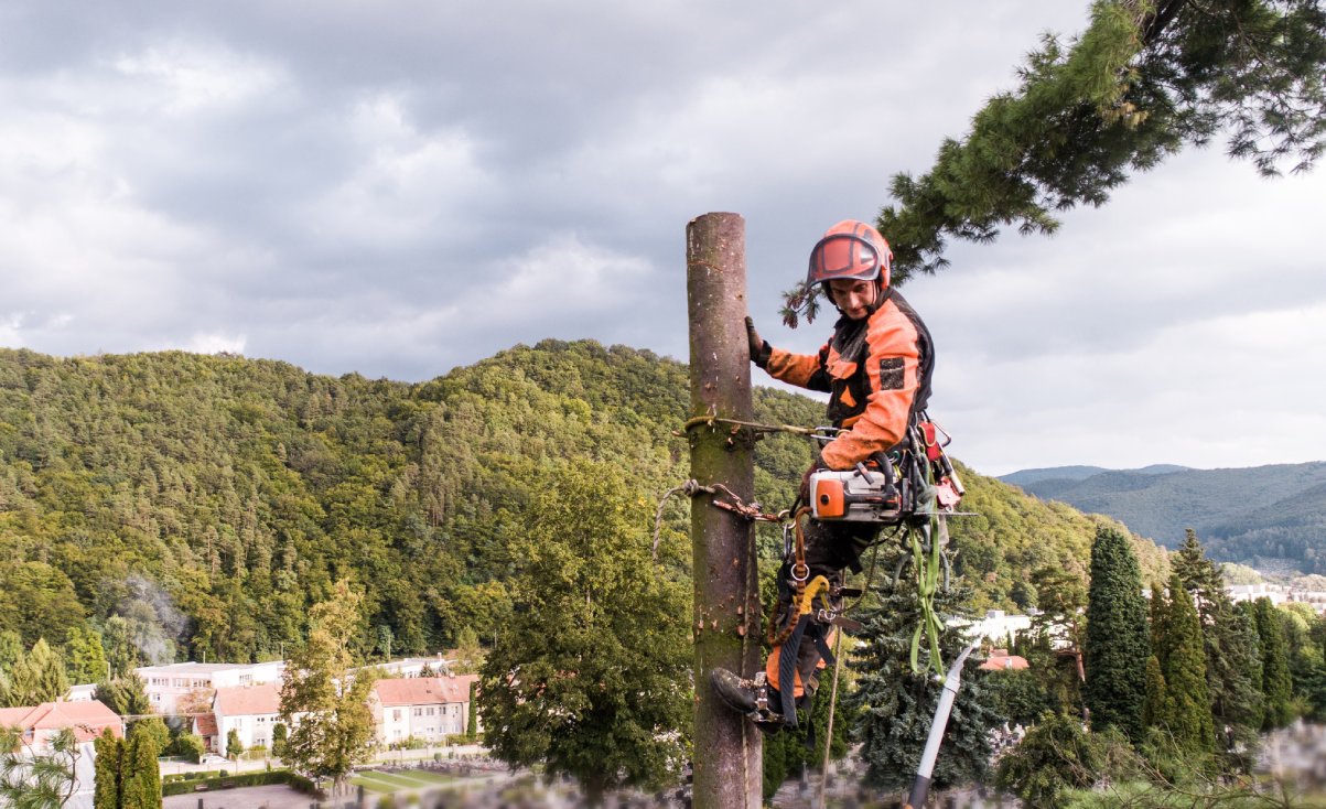 Can you cut off the top of a tree without killing it