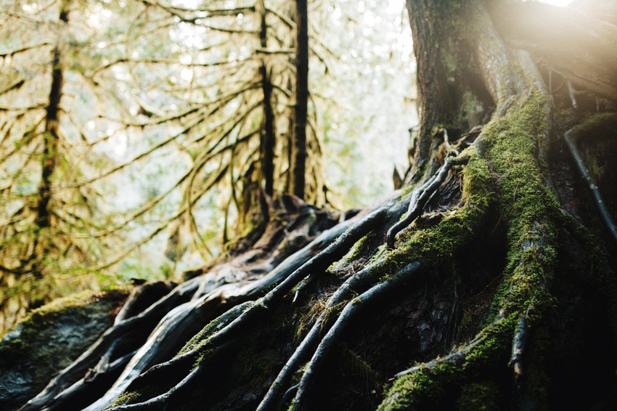 Does topping a tree stop root growth?