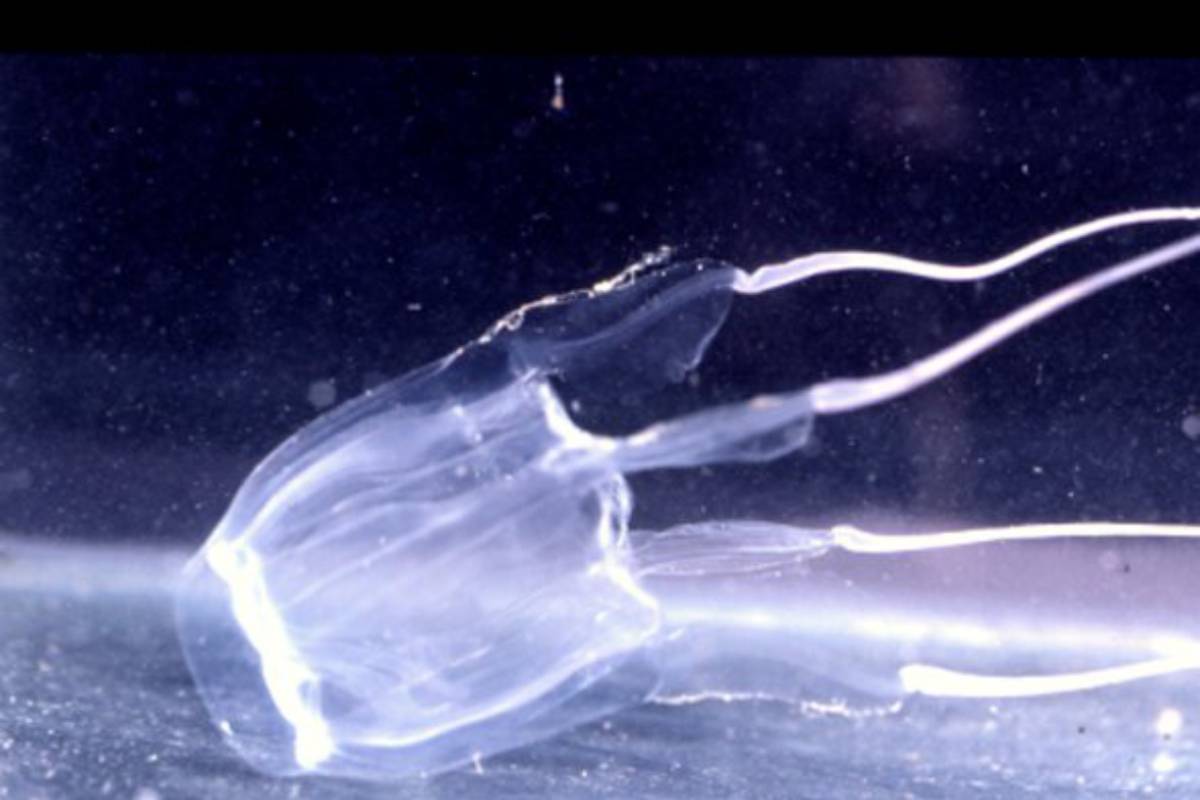 jimble jellyfish