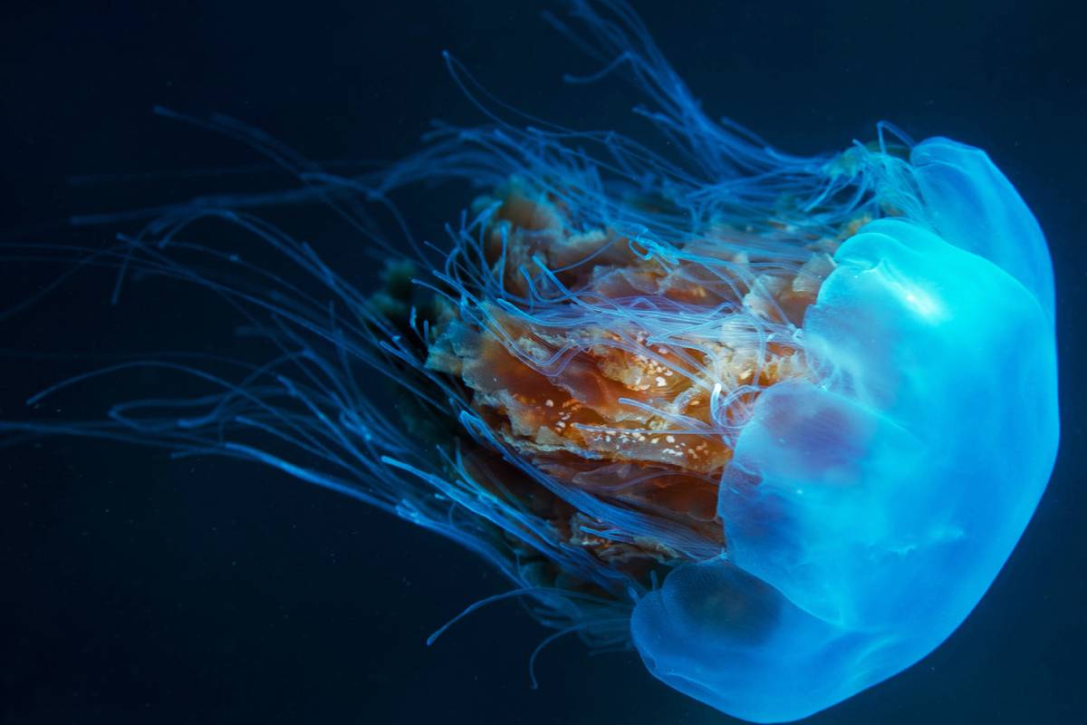 snottie jellyfish