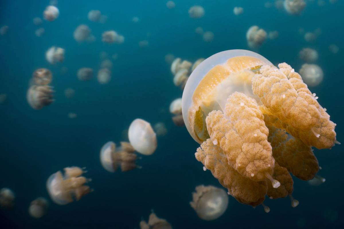 What month is jellyfish season in Australia?