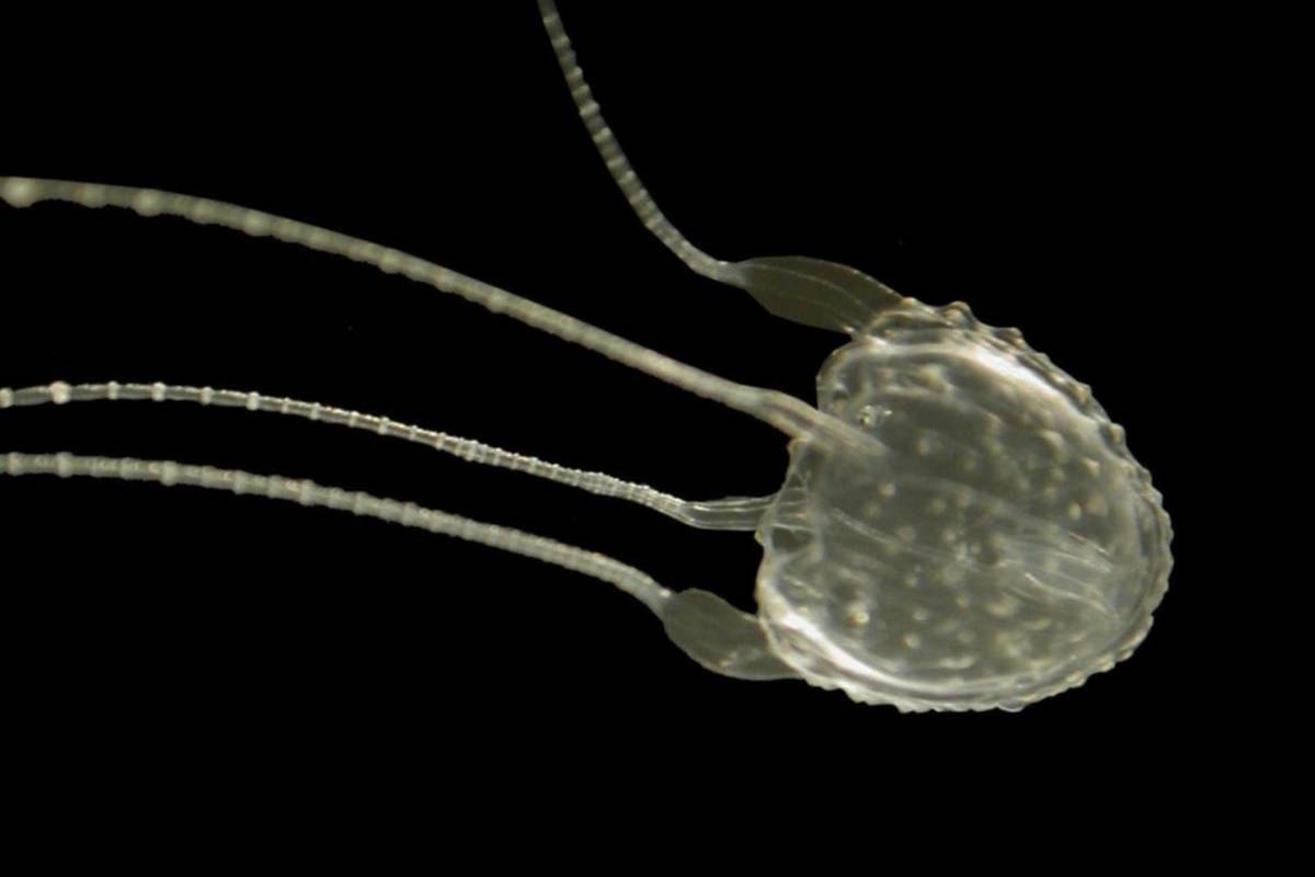 Tiny but deadly: Irukandji jellyfish should be avoided.