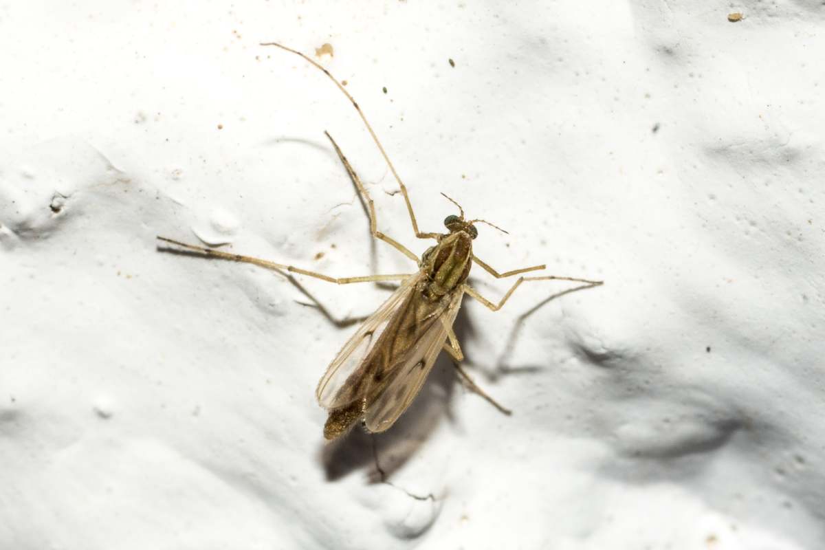 A macro shot of a mosquito on white background