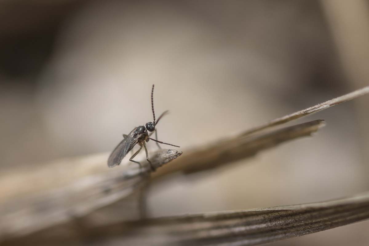 A macro shot of an insect on brown background