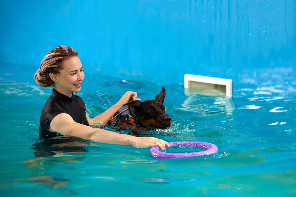 Dog in life jacket swim in the swimming pool with coach. Pet rehabilitation. Recovery training prevention for hydrotherapy. Pet health care.