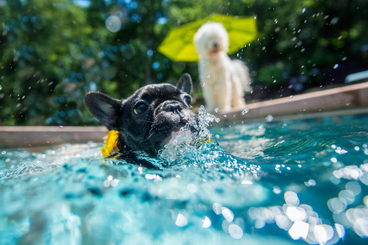 Is it Necessary to Introduce Your Dog to the Pool? How to Introduce Your Dog to the Pool?