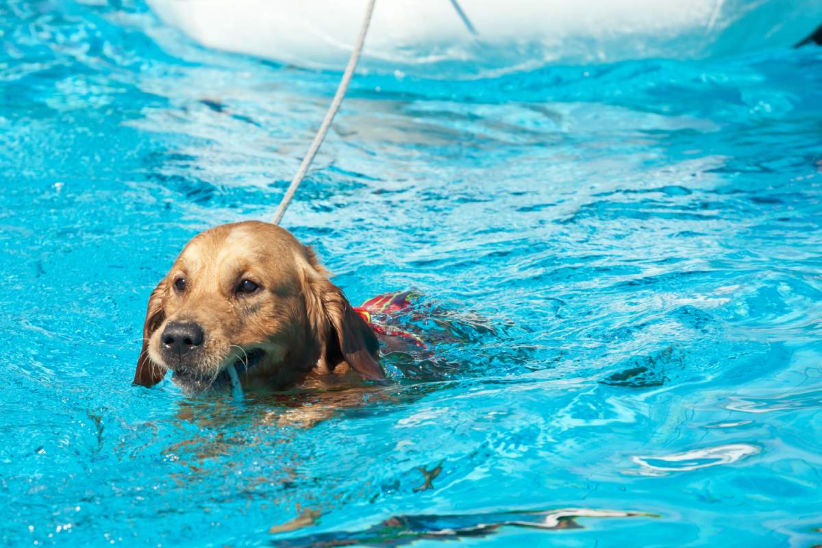 Lifeguard dog, rescue demonstration with the dogs in the pool.