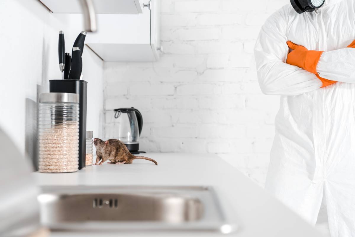 7 Reasons Why Rats and Mice Are Hard to Exterminate?