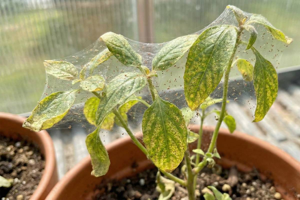 Spider Mites Destroying Plants? The Fastest Way to Kill Them