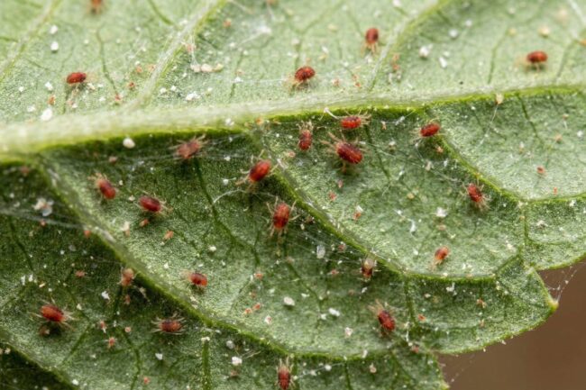 Identifying spider mites on leaf underside vs healthy leaf